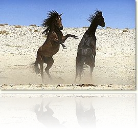 garubstallions