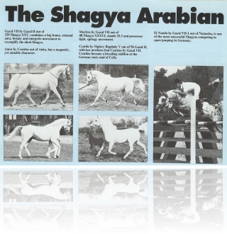 shagyainfo_page1