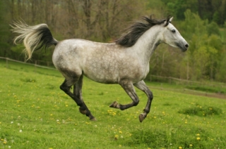 running horse Shagya arab