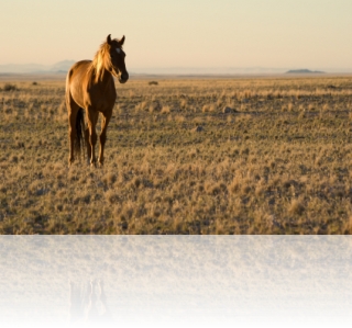wild horse in Namibia at sundown