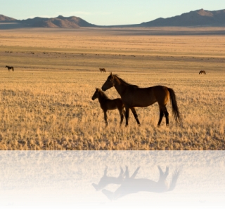 wild horses in Namibia at sundown